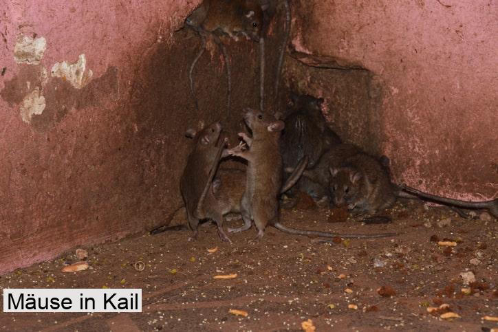 Mäuse in Kail